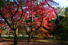 231202c京都御苑18