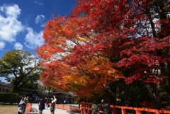 171124a上賀茂神社05