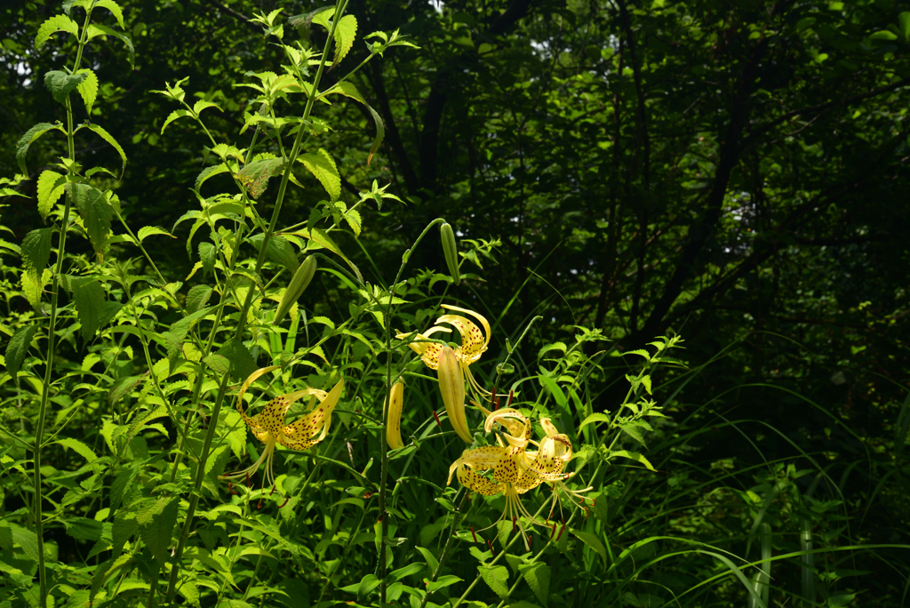 220711京都植物園63