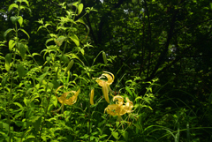 220711京都植物園63