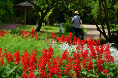 250601京都植物園52