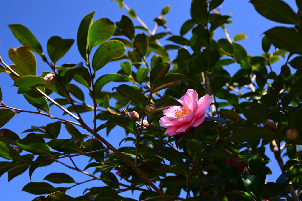 220209京都植物園21