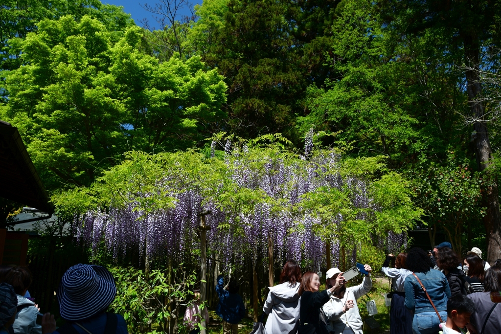 250429c萬葉植物園02