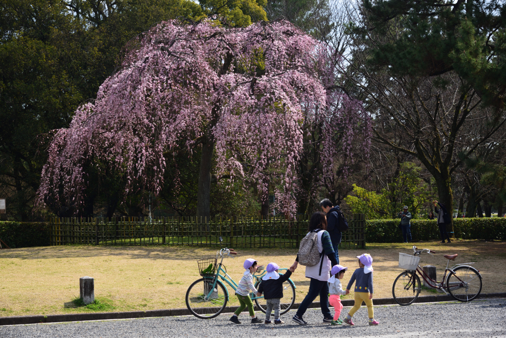 200313京都御苑39