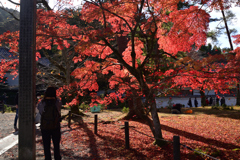 221127a南禅寺12