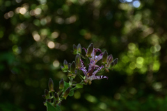 211002京都植物園13