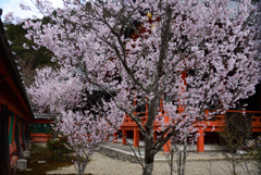 190331a毘沙門堂14