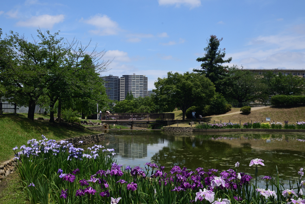 190609a白鷺公園44