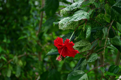 260131b京都植物園13