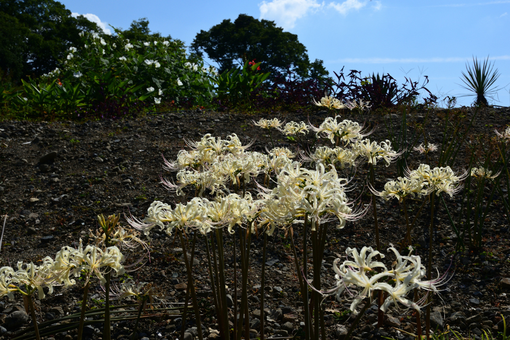 221002京都植物園50
