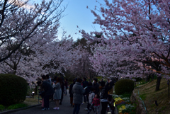 190331c宇治植物園30