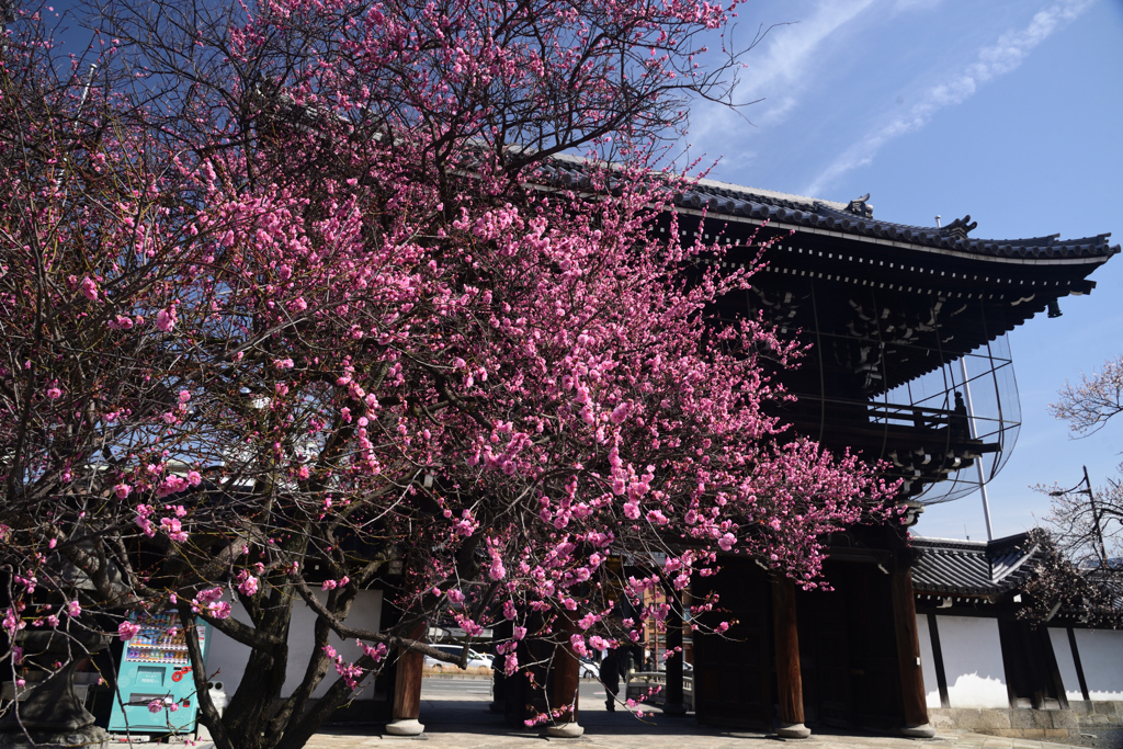 250314c興正寺07