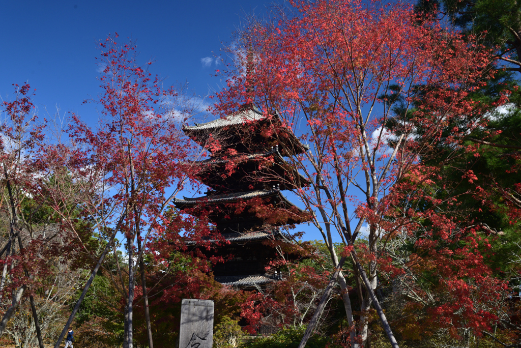 211111a仁和寺33
