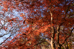 211216b京都御苑09