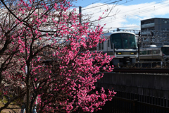 240212c梅小路公園21