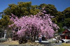 180330a久世神社18+