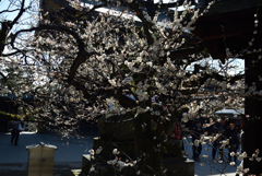 190223a北野天満宮76