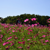 191009万博公園19