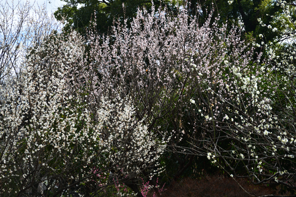 210223a梅宮大社41