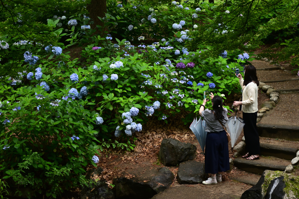 210627長居植物園41