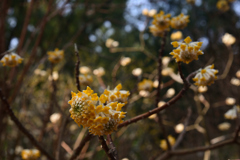 220312a京都植物園04