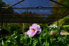 230427京都植物園23