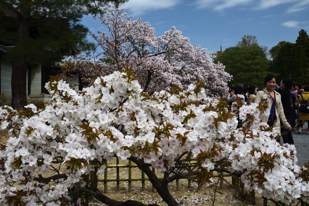 180405a仁和寺02+