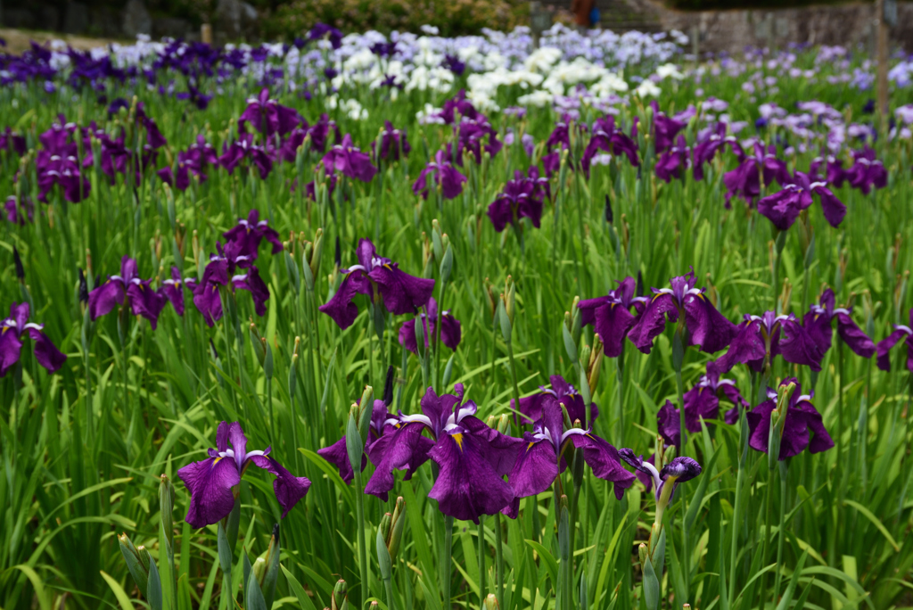 200609馬見丘陵公園15