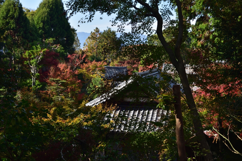 181118c東福寺即宗院55