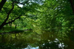 250708京都植物園40