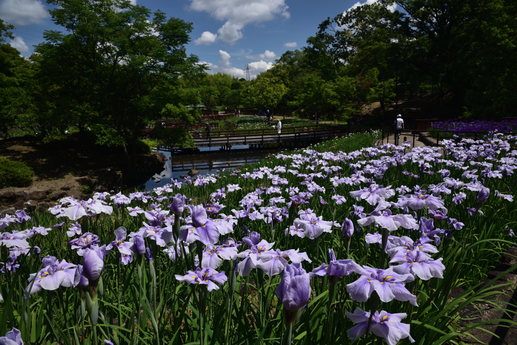 190603a山田池公園04