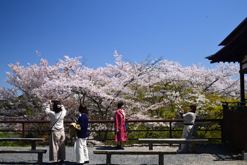 240410a石山寺22