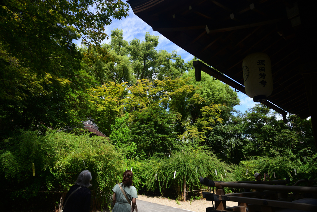 240924a梨木神社15
