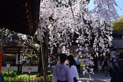 230322g平野神社11