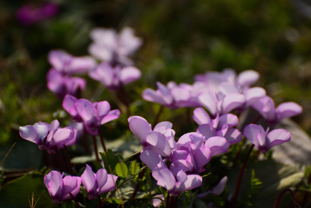190315京都植物園65