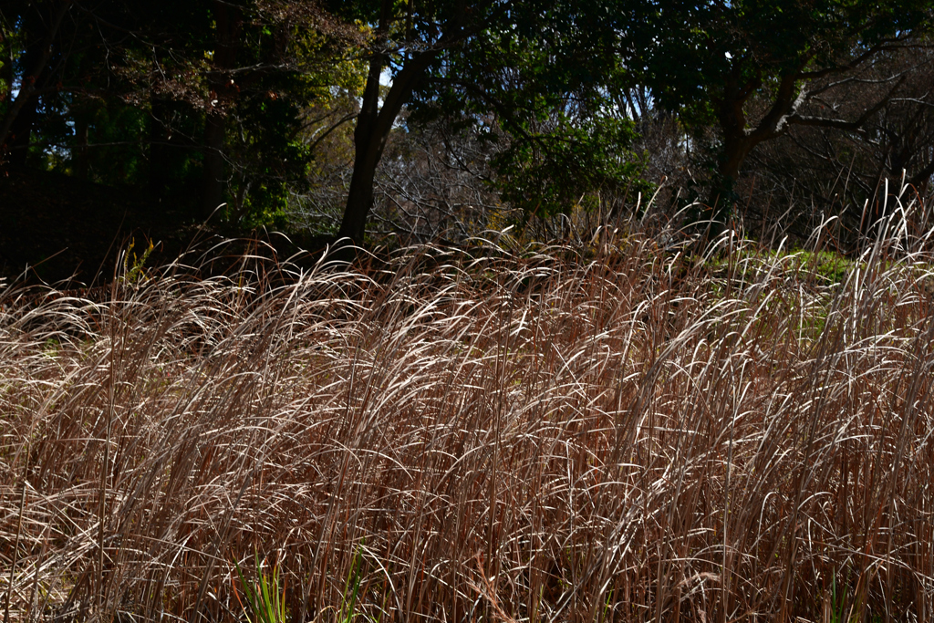 240302鶴見緑地47