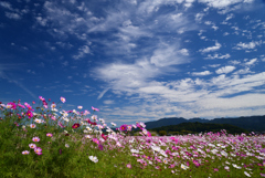 221021a藤原宮跡56