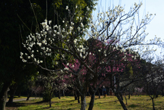 210213山田池公園29