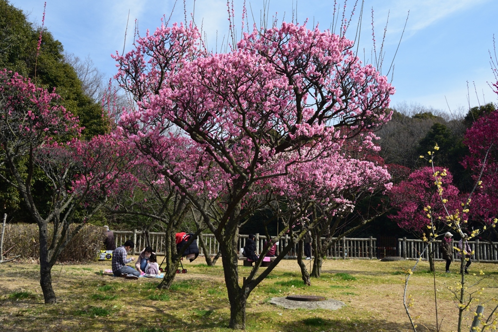 180302荒山公園44+