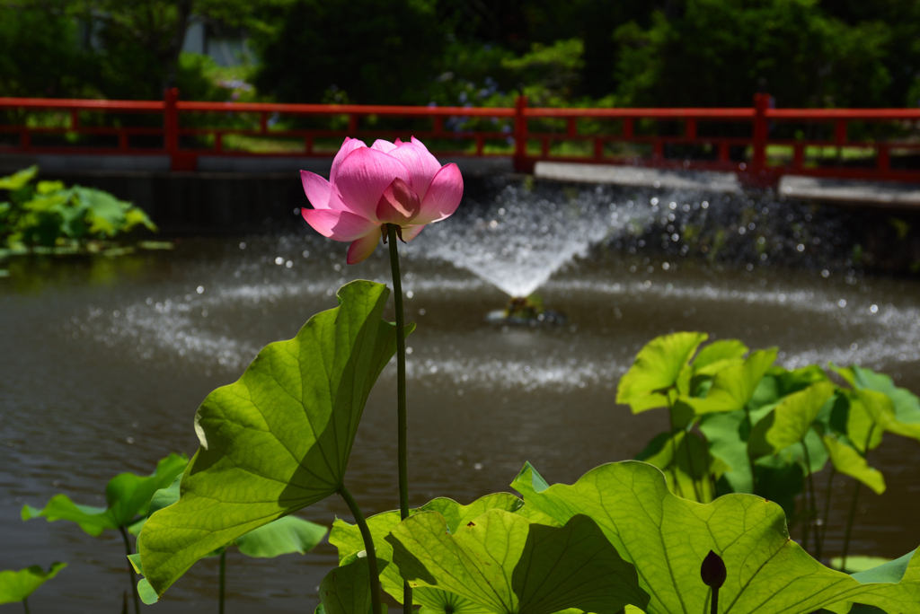 200629長弓寺30