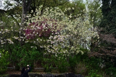 180407a梅宮大社18+