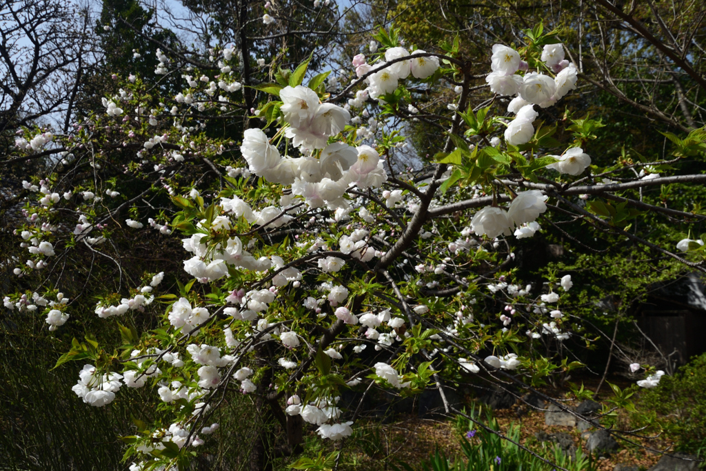 210329c平野神社15白妙