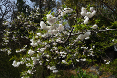 210329c平野神社15白妙