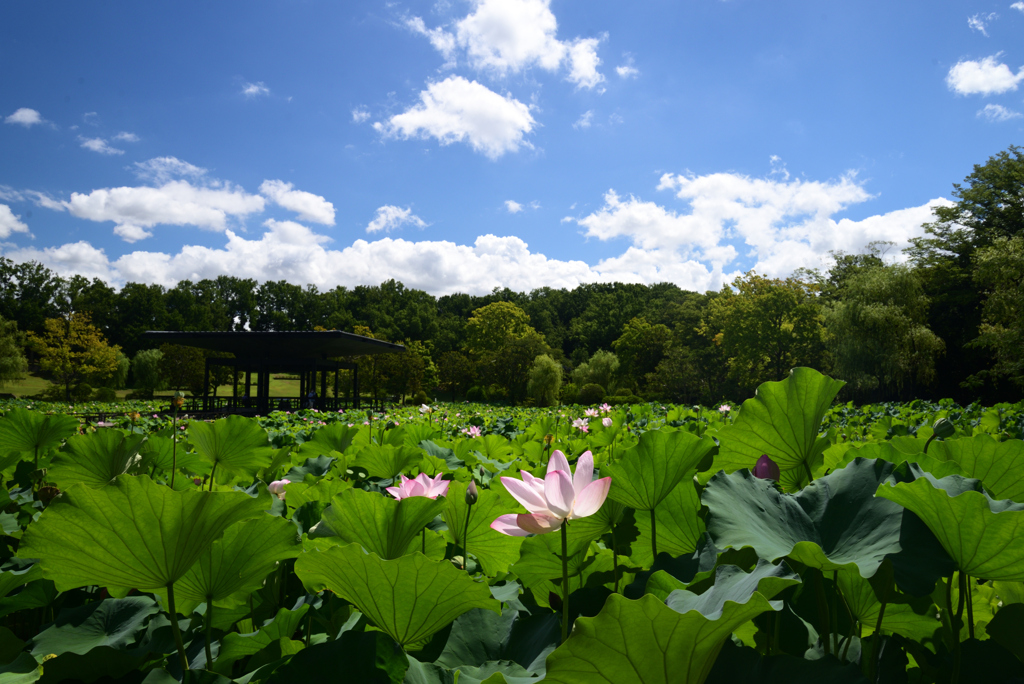220729万博公園02