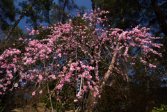 190226b大和文華館02