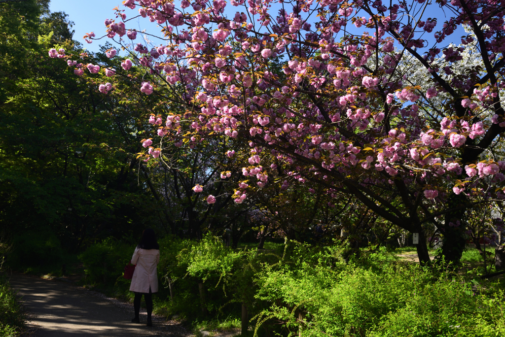190420d京都植物園56
