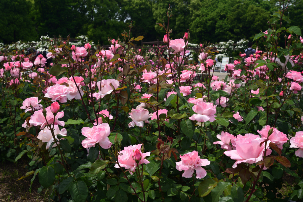 220510長居植物園30QueenElizabeth