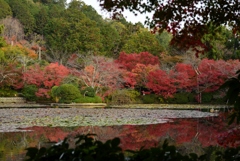 181125d龍安寺30