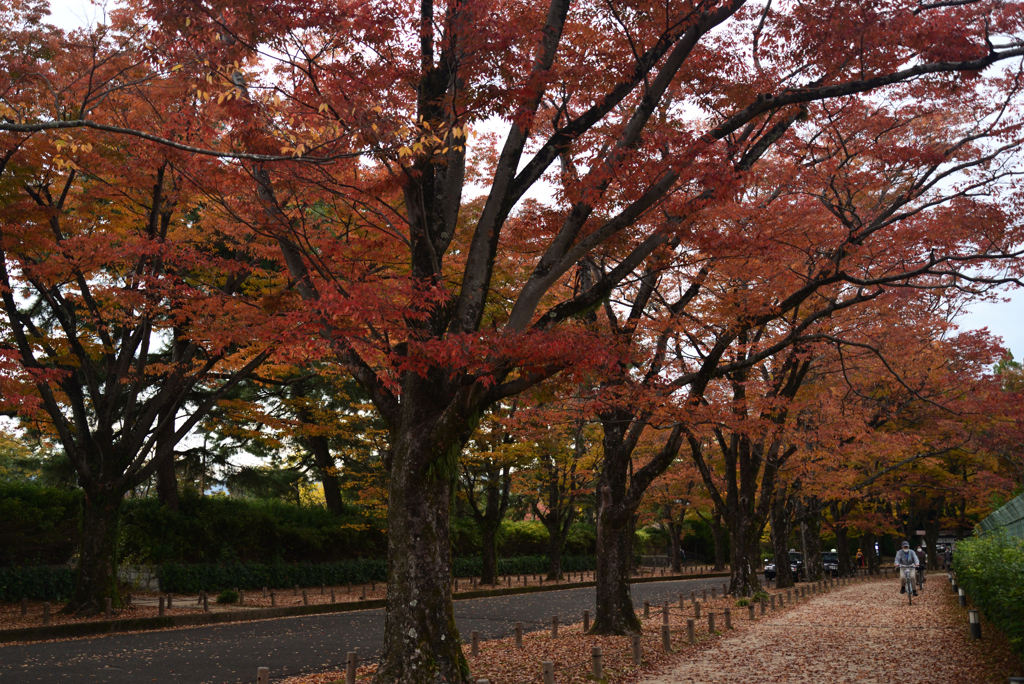 221108c京都植物園48