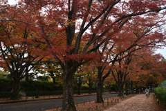 221108c京都植物園48